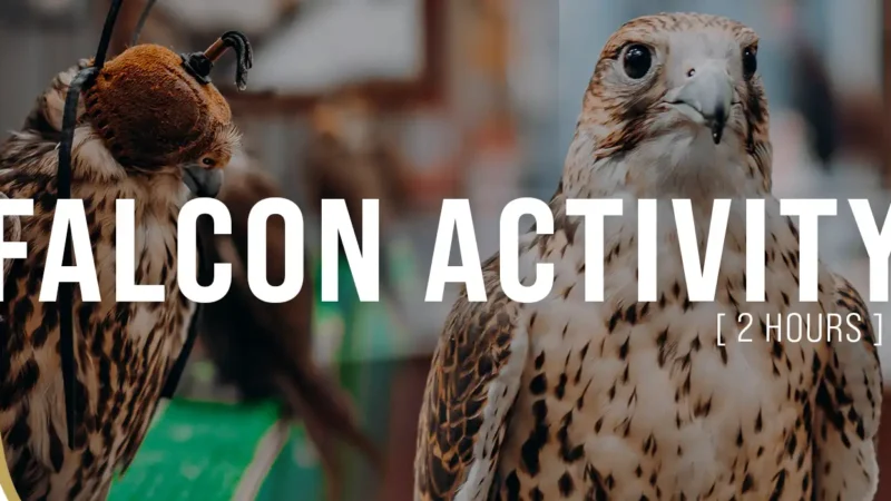 Falcon Activity (2 Hours)