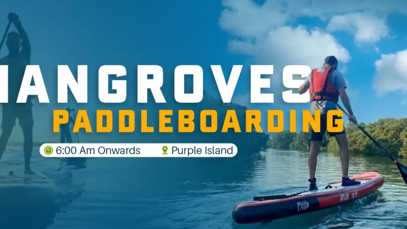Mangroves paddleboarding